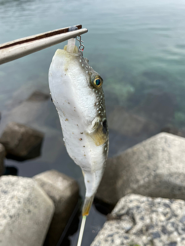 クサフグの釣果