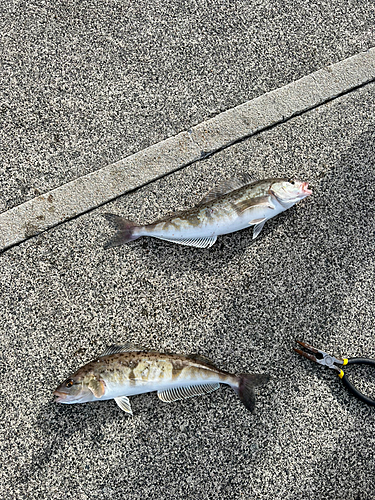 ホッケの釣果