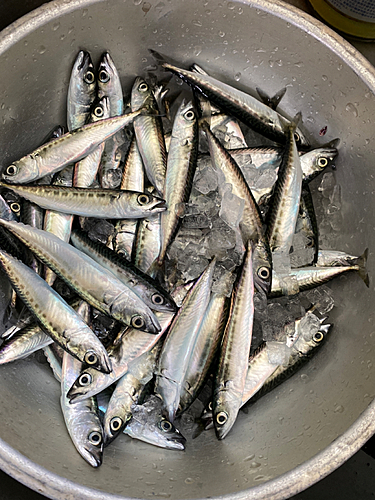 サバの釣果