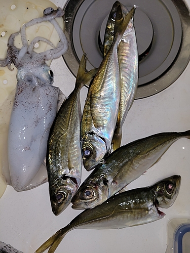 アジの釣果