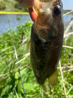 ラージマウスバスの釣果