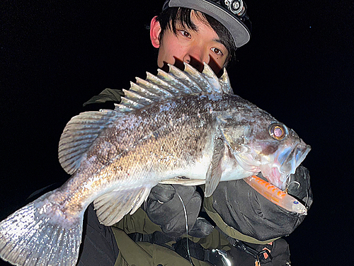 クロソイの釣果