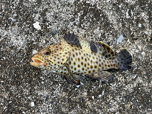 シロブチハタの釣果