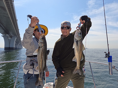 シーバスの釣果