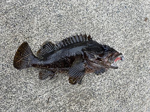 メバルの釣果