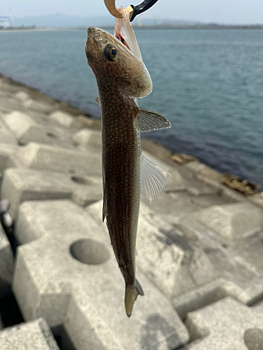 エソの釣果