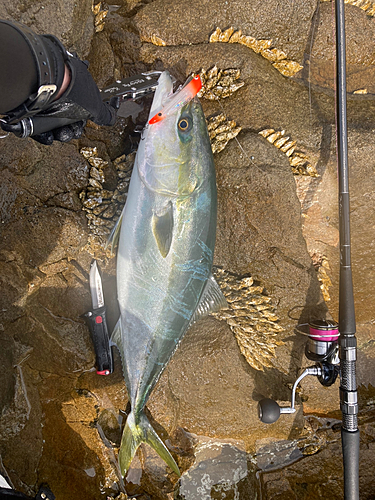 メジロの釣果