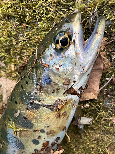 ヤマメの釣果