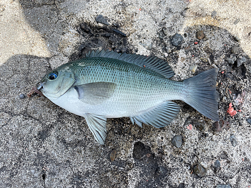 メジナの釣果