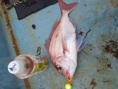 タイの釣果