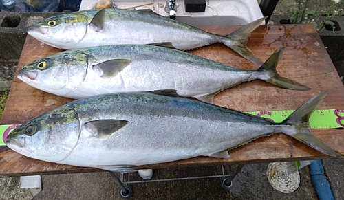 メジロの釣果