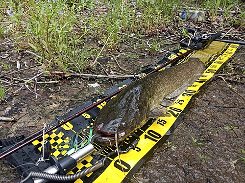 マナマズの釣果