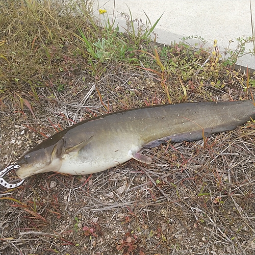 マナマズの釣果