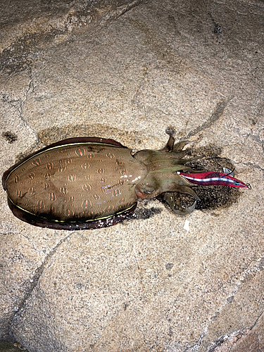 モンゴウイカの釣果