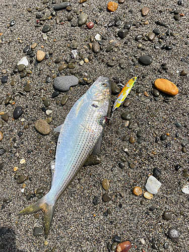 コノシロの釣果