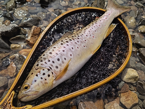 ブラウントラウトの釣果