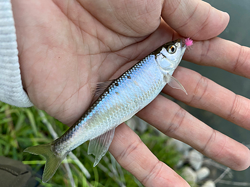 オイカワの釣果