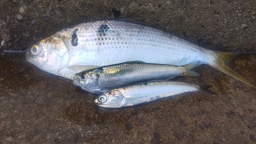 カタクチイワシの釣果