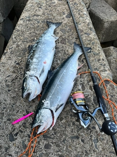 サクラマスの釣果