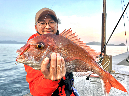 マダイの釣果