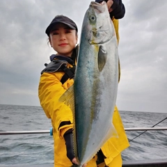 ヒラマサの釣果