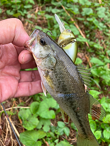 ブラックバスの釣果