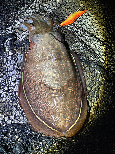 モンゴウイカの釣果