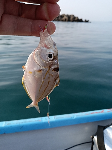 ヒイラギの釣果