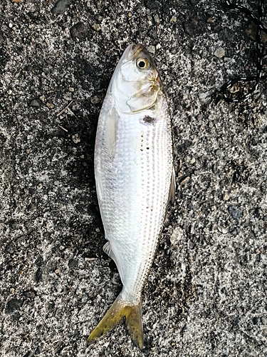 コノシロの釣果