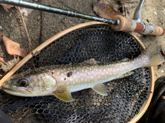 イワナの釣果