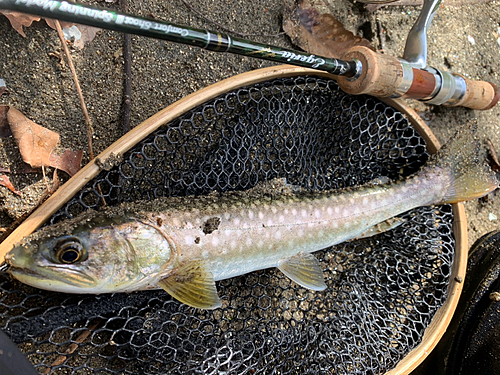 イワナの釣果