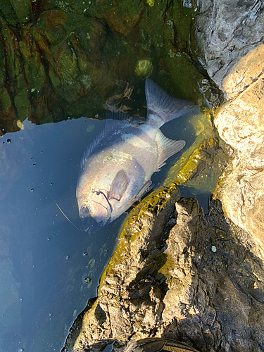 イシダイの釣果