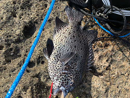 イシガキダイの釣果