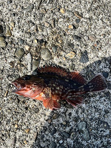 カサゴの釣果