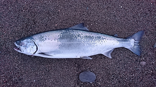 サクラマスの釣果