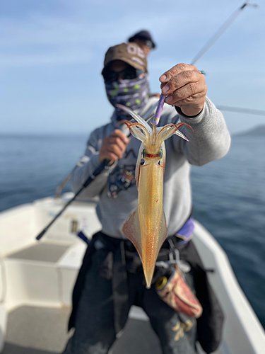 ケンサキイカの釣果