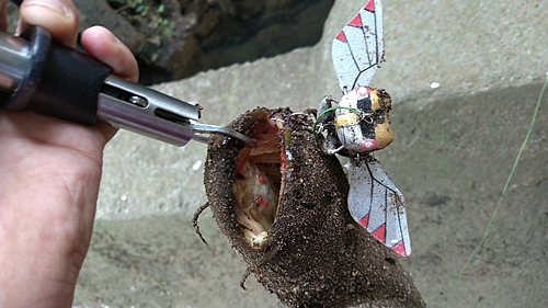 ナマズの釣果