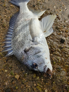 キビレの釣果