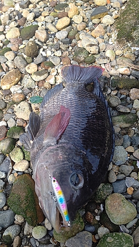 ナイルティラピアの釣果