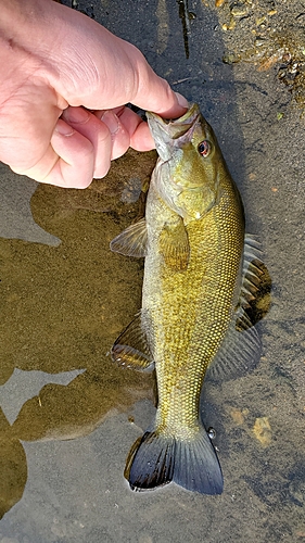 ラージマウスバスの釣果