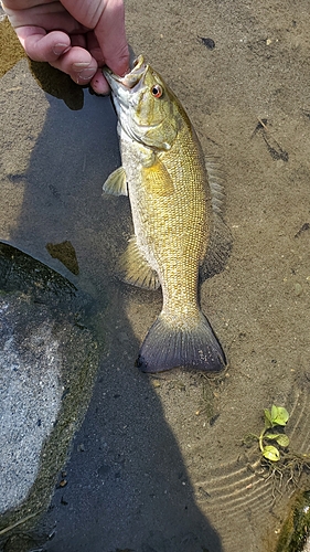 ラージマウスバスの釣果