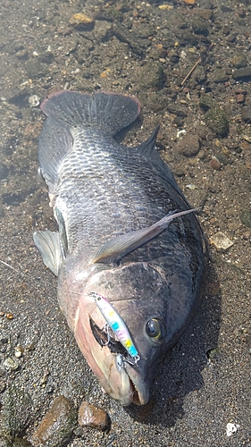 ナイルティラピアの釣果