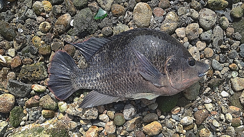 ナイルティラピアの釣果