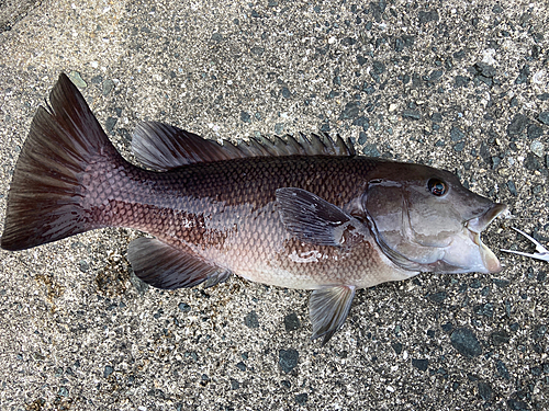 コブダイの釣果