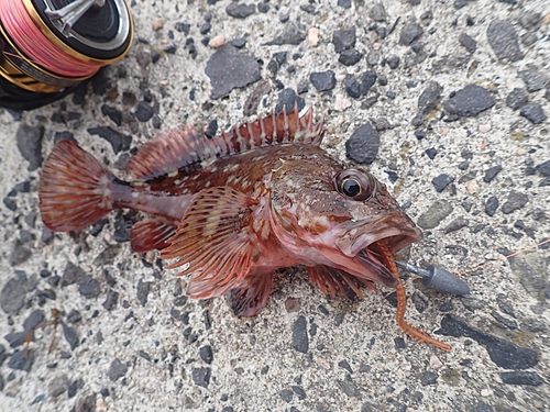 カサゴの釣果