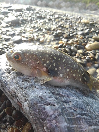 フグの釣果