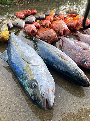 ヒラマサの釣果