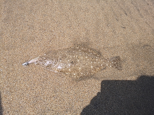 ソゲの釣果