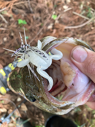 ブラックバスの釣果