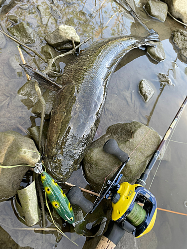 ライギョの釣果